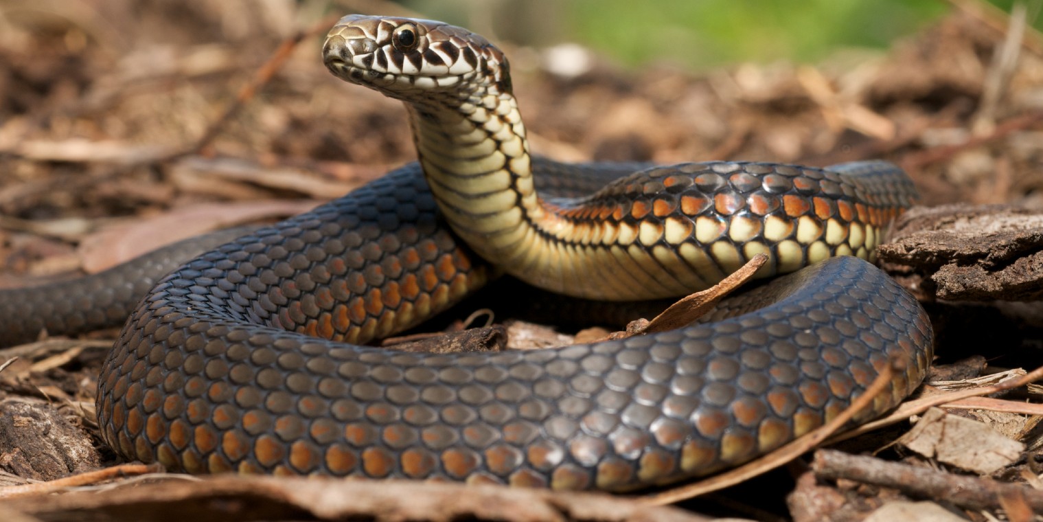 Snakes play vital role in ecosystems, humans' health > Robins Air