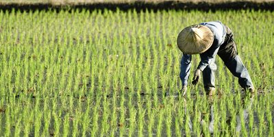 man-working-in-rice-paddy