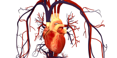 Human Heart and Circulatory System illustration 