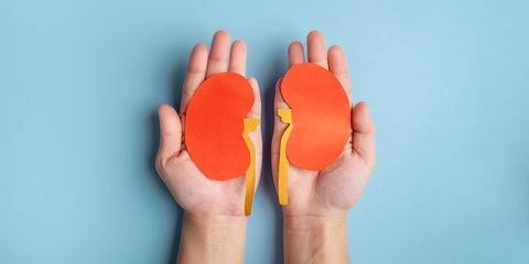 Image of two hands each holding a kidney cut out of paper