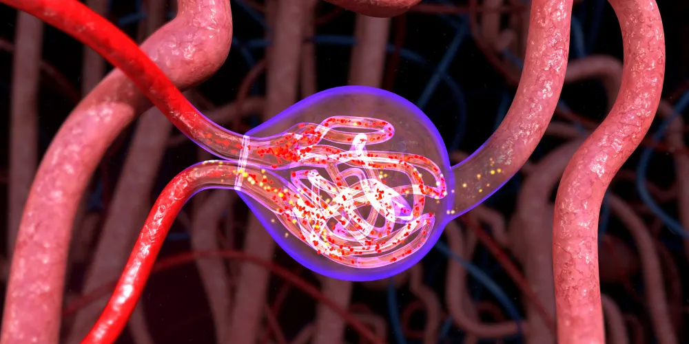 GRIT: The Glomerular Disease Registry