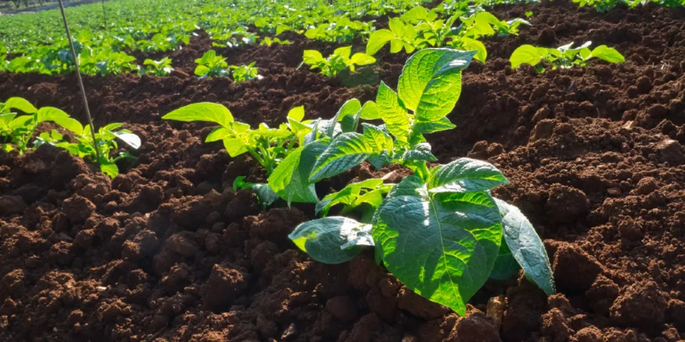 food system reforms