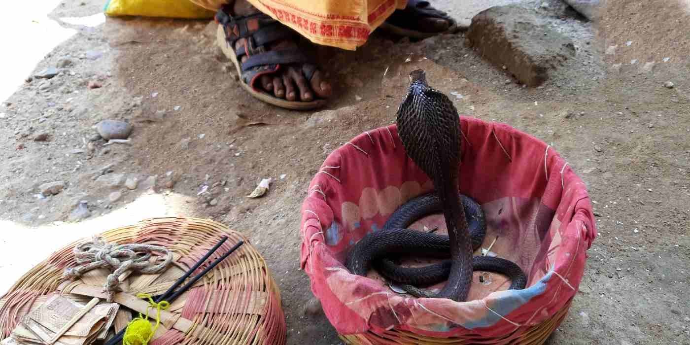 Mental health and snakebite in west Bengal